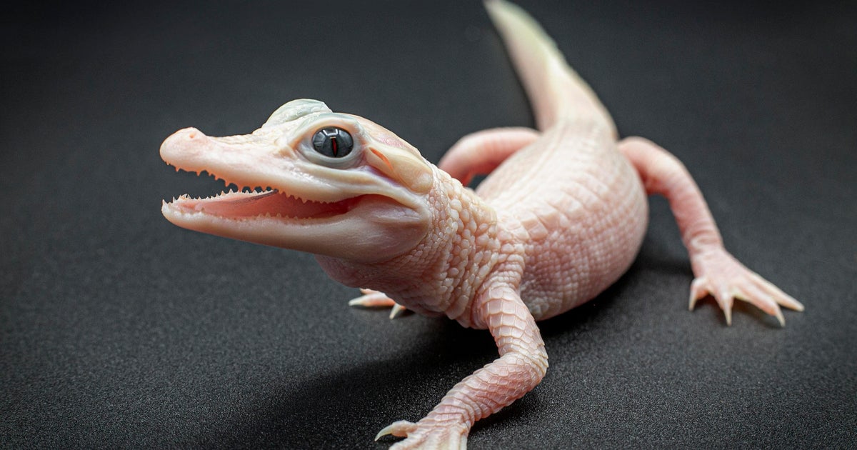 Exceptionally uncommon white alligator born at Florida reptile park