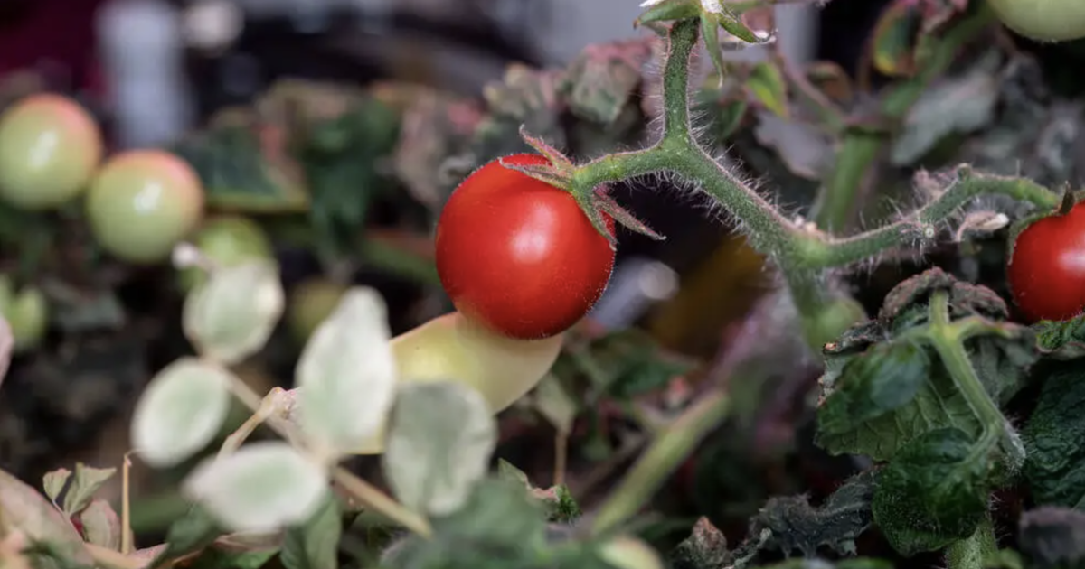 De eerste tomaat die in de ruimte werd gekweekt en acht maanden geleden verloren ging, werd gevonden door NASA-astronauten