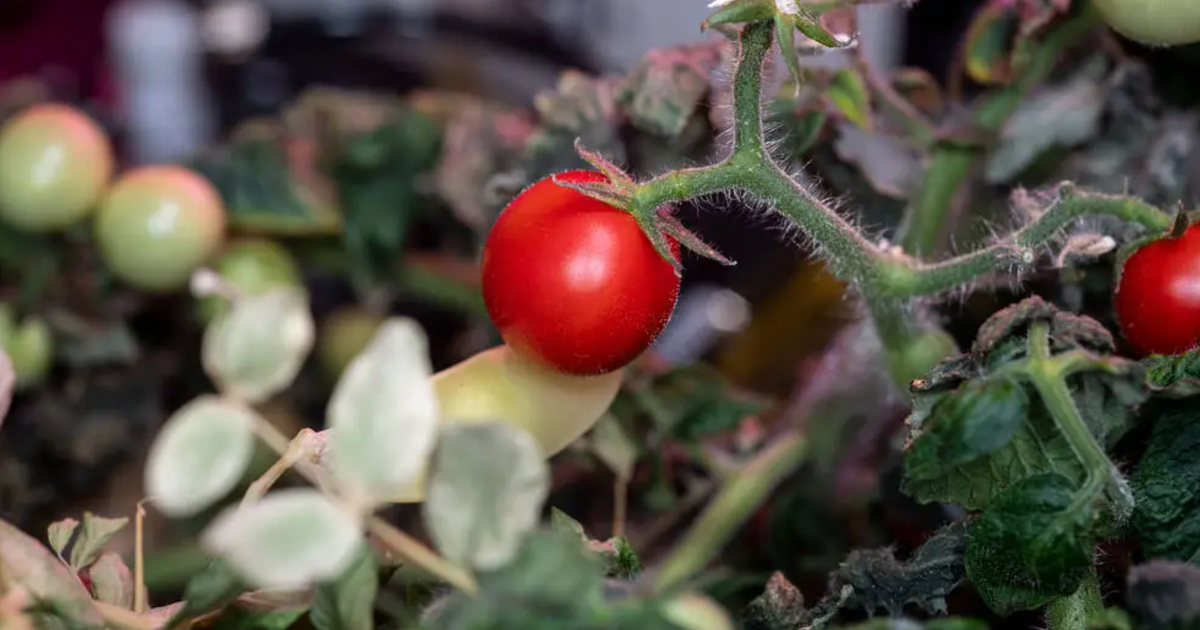 Los astronautas de la NASA encontraron el primer tomate cultivado en el espacio, perdido hace 8 meses