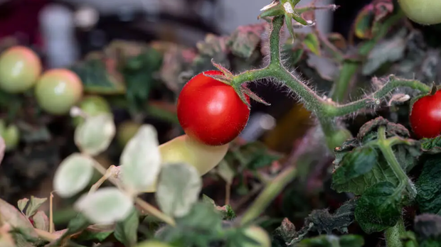 A red robin tomato on a vine in the ISS