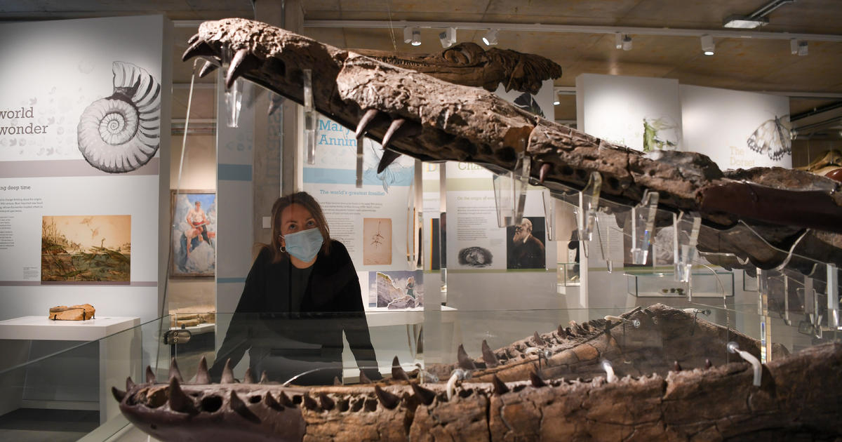Лондон — Черепът на огромно древно морско чудовище наречено плиозавър е