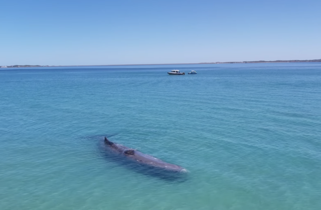 Endangered whale filmed swimming with beachgoers dies after stranding on  sandbar - CBS News