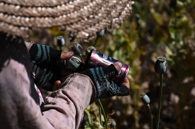 Myanmar overtakes Afghanistan as the world's biggest opium producer, U.N. says