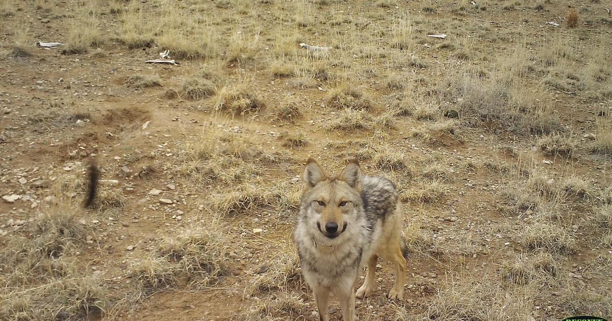 U.S. wildlife managers play matchmaker after endangered female wolf captured