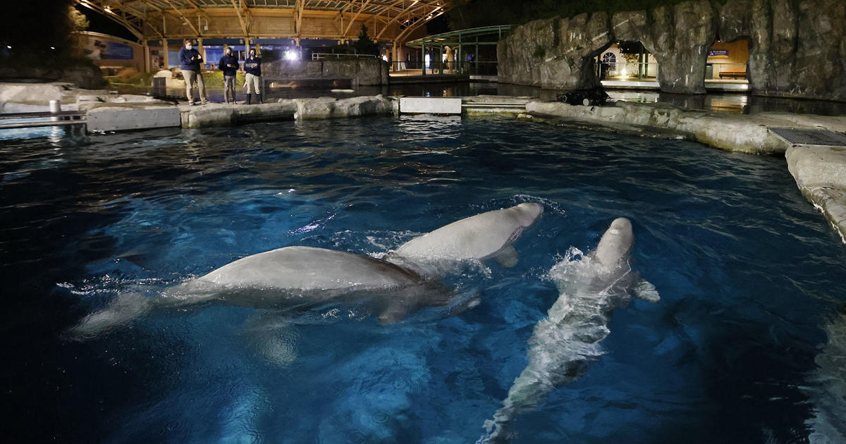 Yet Another SeaWorld Tragedy: Beluga Mysteriously Dies At 38, Decades  Before Whales In The Wild - The Dodo