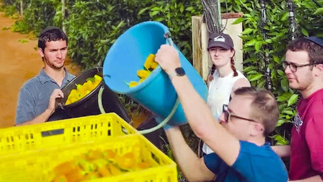 Farm volunteers in Israel 