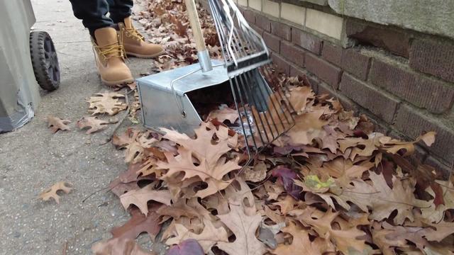 A close-up of leaves on the ground being raked into a scooper. 