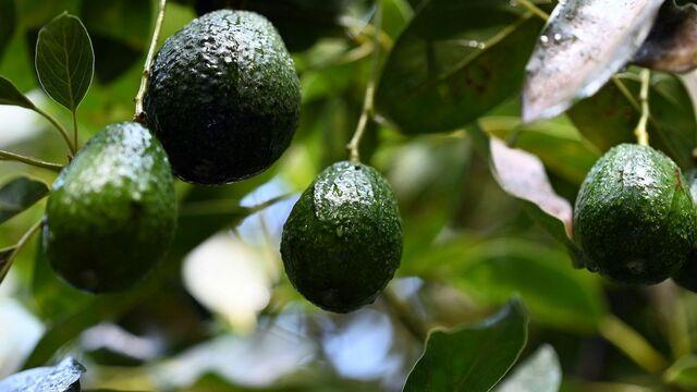 avocados-2532512-640x360.jpg