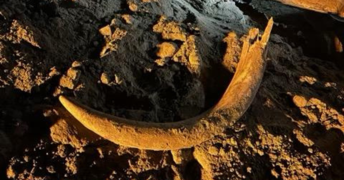 Въглищни миньори водят палеонтолози до частичен вкаменелост на мамут в Северна Дакота