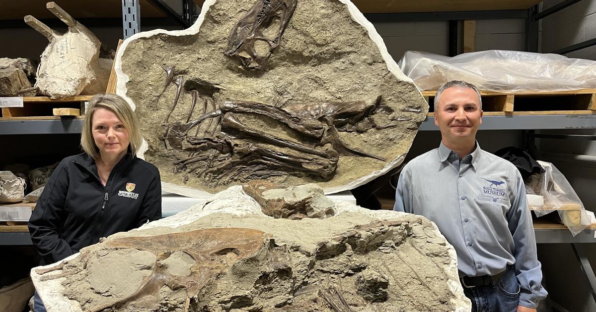 Вкаменелост на тиранозавър, открита с последно хранене в стомаха му