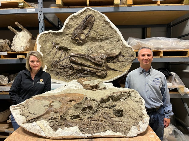 Francois Therrien and Darla Zelenitsky are seen by a gorgosaurus fossil with preserved stomach contents.