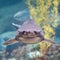 Shark attacks woman walking in knee-deep water after midnight