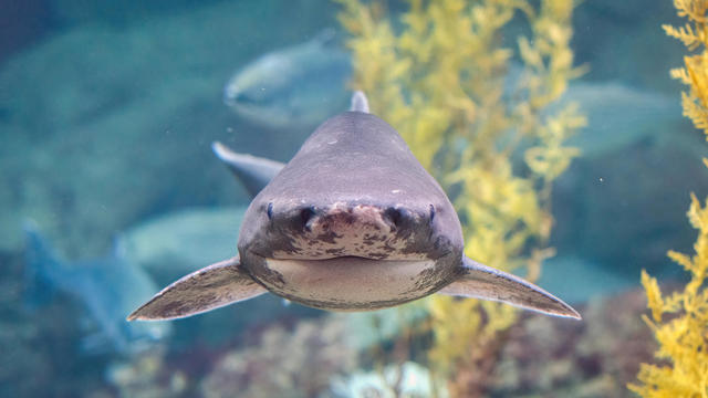 Broadnose Sevengill Shark (Notorynchus cepedianus) 