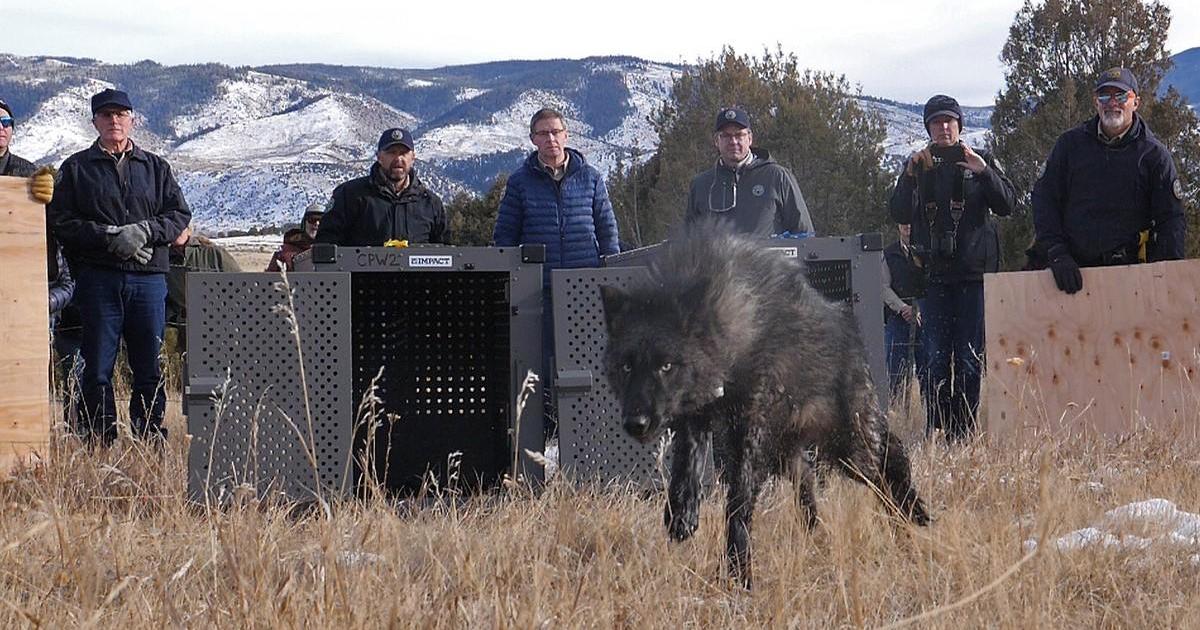 Колорадо освобождава 5 вълка в рамките на противоречива програма за повторно въвеждане