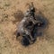 100 elephant deaths in Zimbabwe blamed on drought, climate change