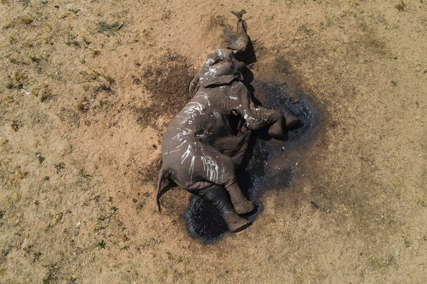 At least 100 elephant deaths in Zimbabwe national park blamed on drought, climate change
