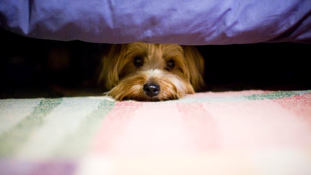 terrier dog hiding under a bed.