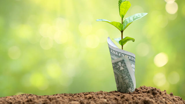 finance Banknote and a tree growing up The concept of growth and progress in finance and business 