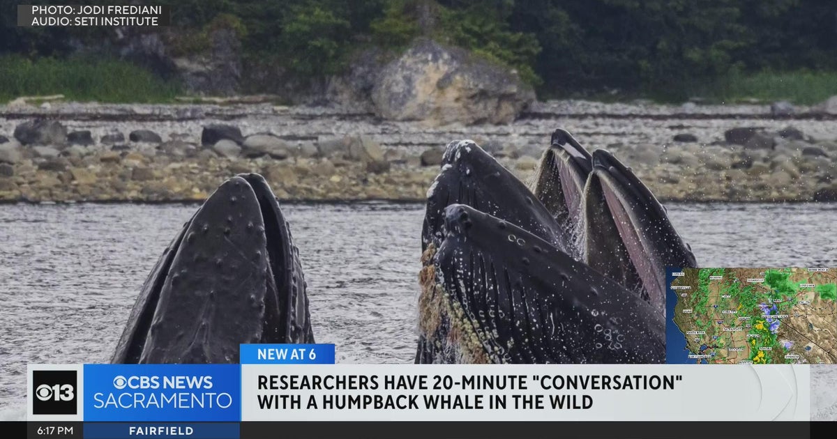 Researchers have 20-minute talk with whale in the wild