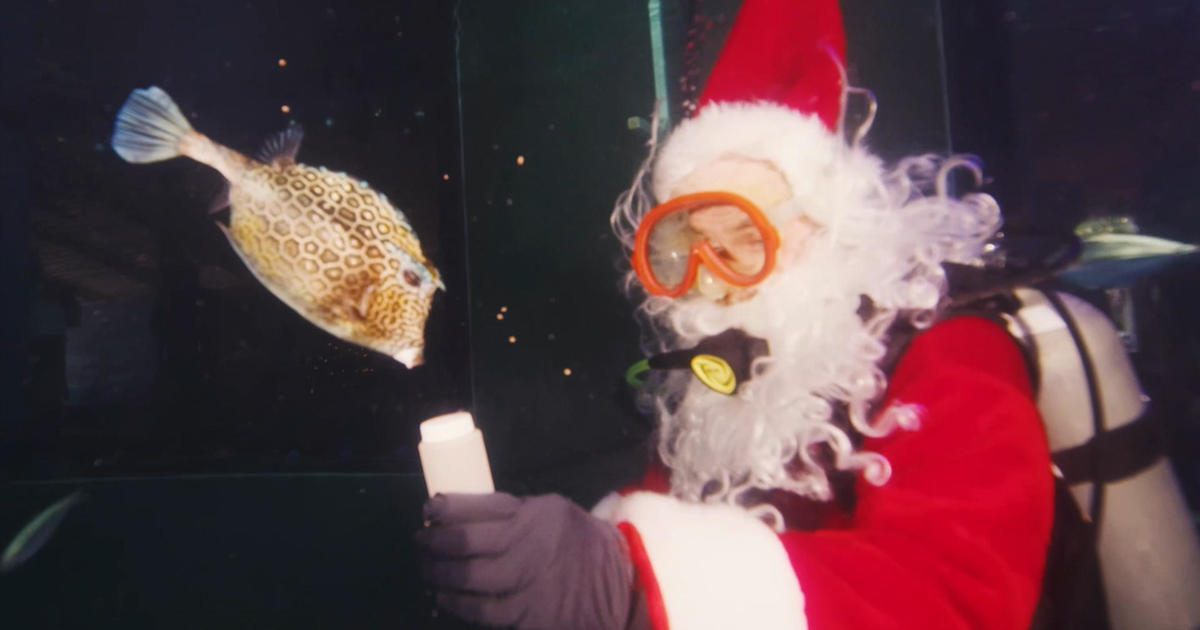 Santa Claus noticed diving in Florida Keys