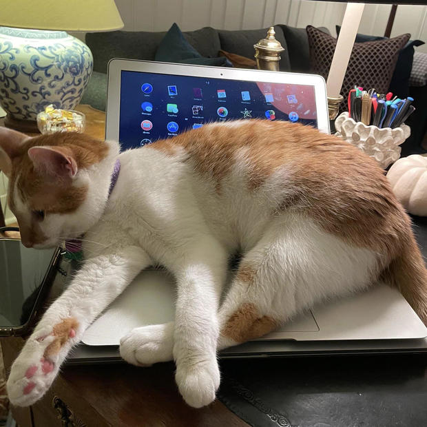 honey tim walz cat on laptop 
