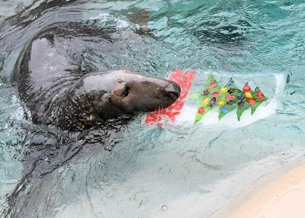 seal-xmas-1.jpg 