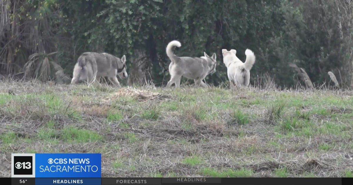 Huskies dumped at old Stockon golf course. Neighborhood now trying to help