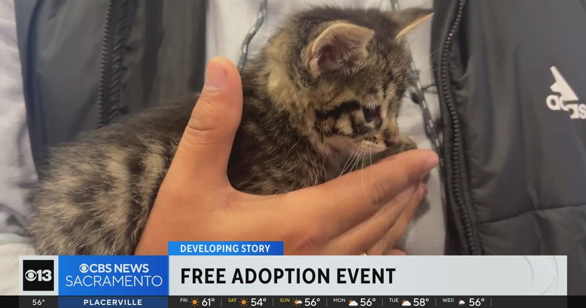 Front Street Animal Shelter waiving adoption fees for holidays