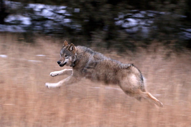 wolf-2306-or-shortly-after-release-in-colorado-on-december-19-2023.jpg 