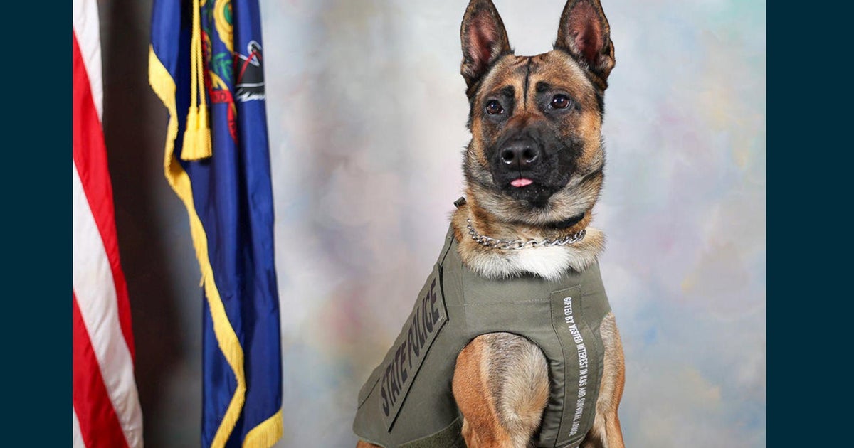 11 PA State Police K-9 dogs receive donation of body armor - CBS Philadelphia
