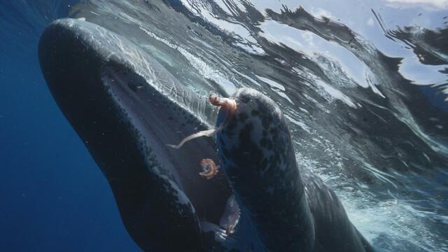 60-minutes-full-episode-12-24-23-2553628-640x360.jpg