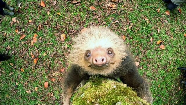 sloths-videojpg-2553249-640x360.jpg 