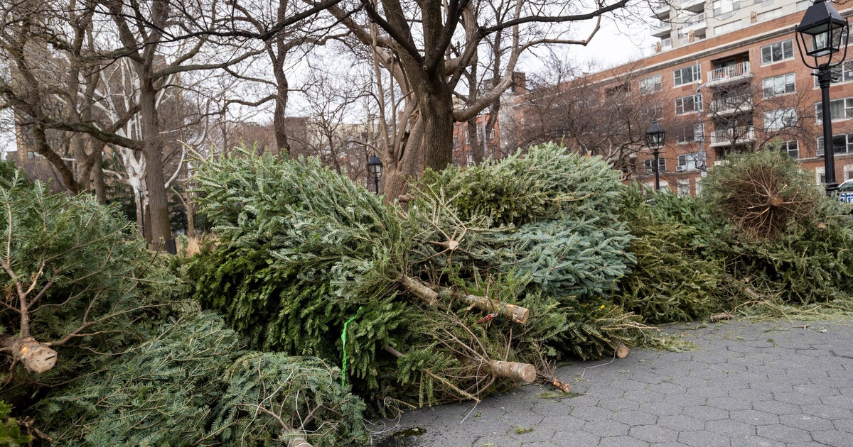 NYC Mulchfest 2025: Recycle Your Christmas Tree & Get Free Mulch!