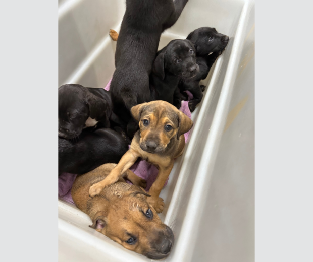 8 puppies dumped in Ft. Worth 