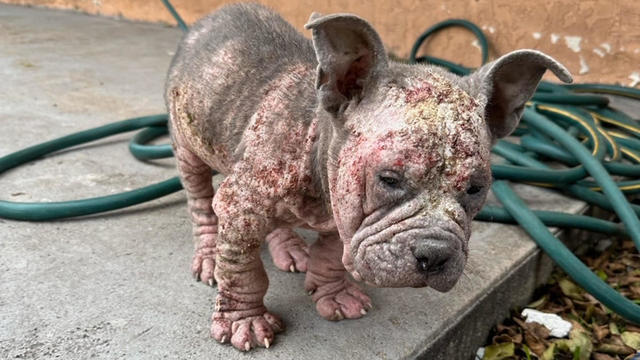 pitbull-rescued.jpg 