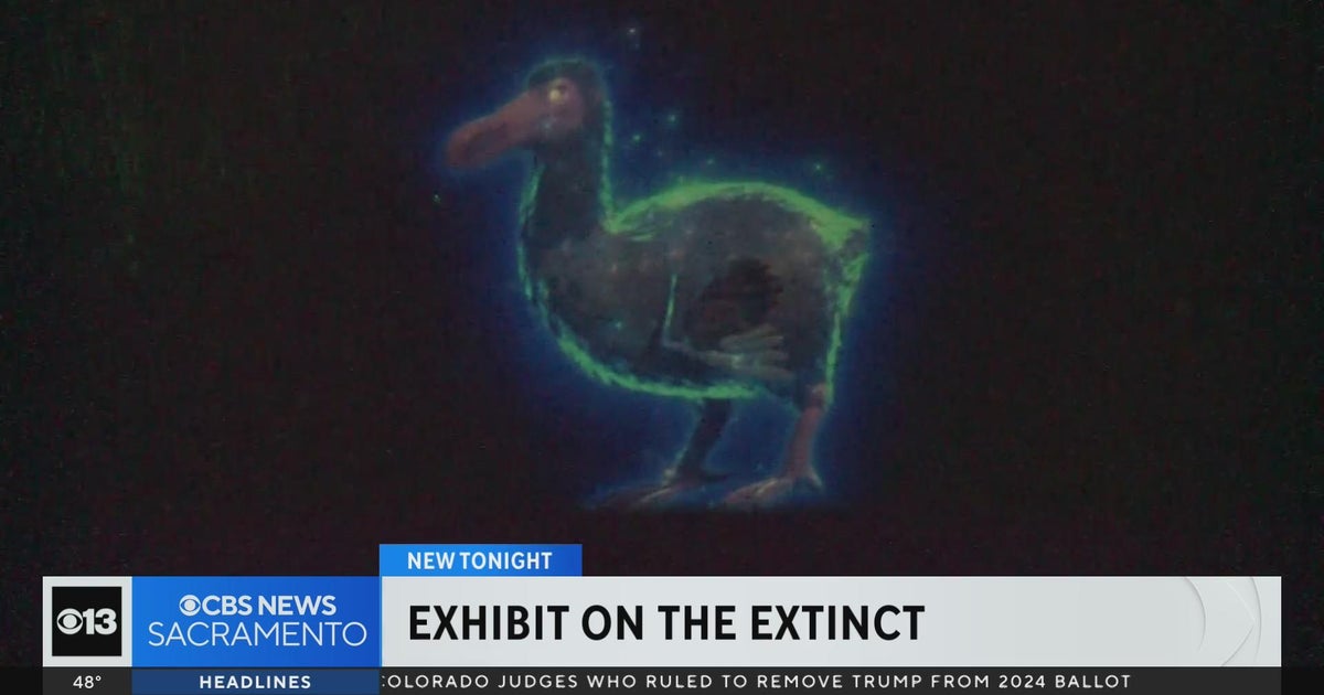 New Sacramento Zoo exhibit highlights extinct animals