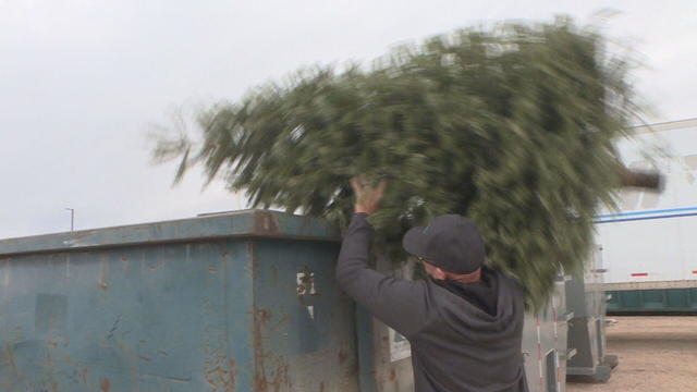 recyling-christmas-trees-4pkg-frame-2496.jpg 