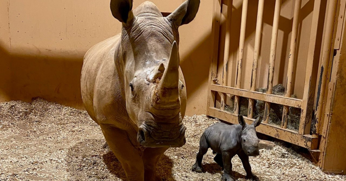 Зоологическата градина приветства бебе от бял носорог на Бъдни вечер
