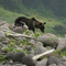 Japan sees record number of bear attacks