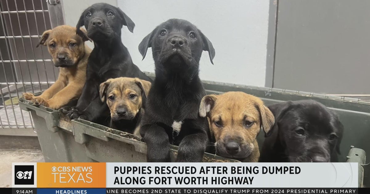 Rescued puppies now at Humane Society of North Texas - CBS Texas
