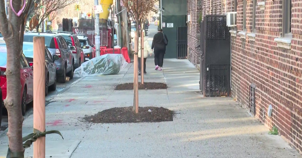 Four Trees Planted in Middle of Astoria Sidewalks Relocated