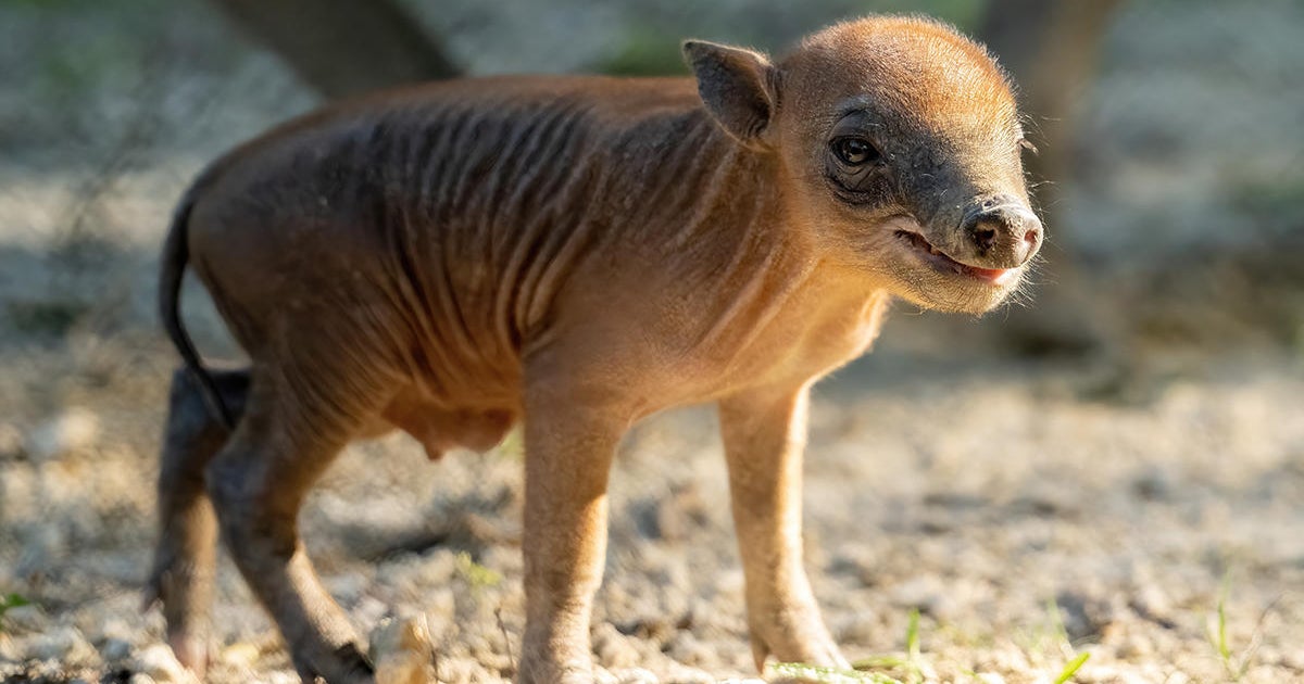 Zoo Miami welcomes beginning of Zoo Miami welcomes beginning of