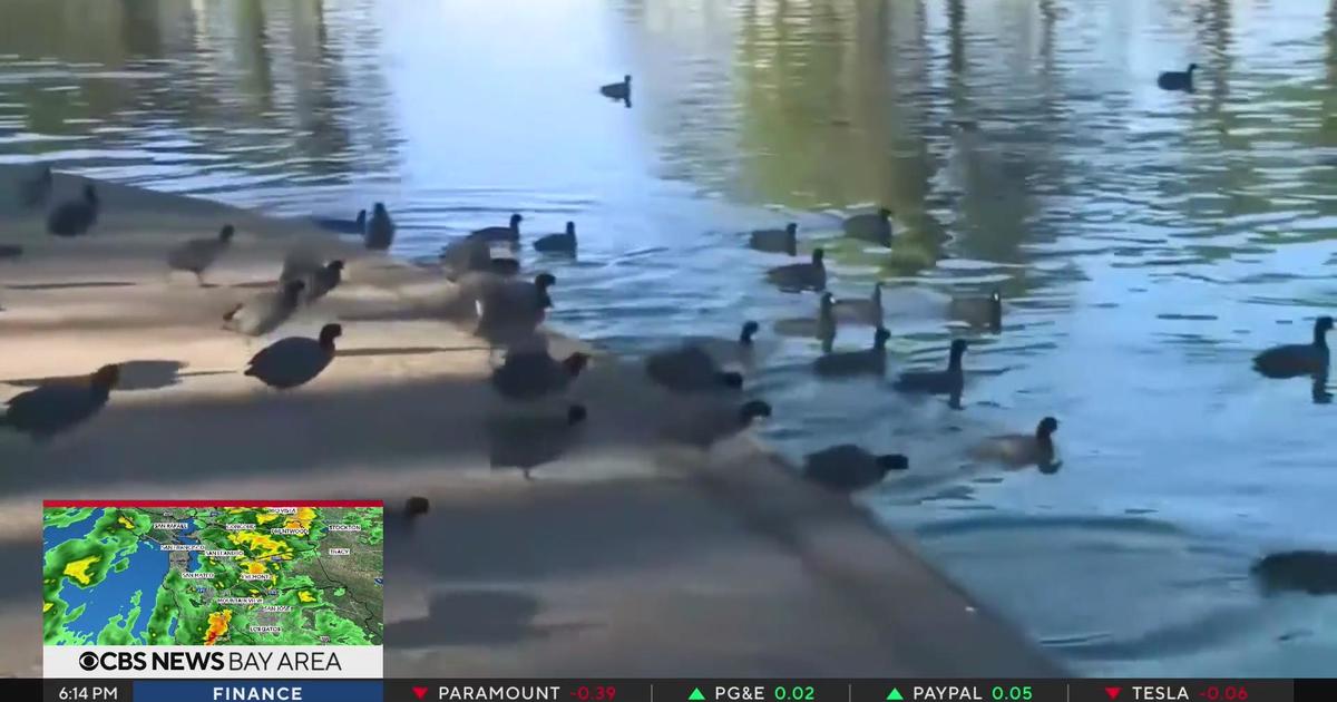 One less lonely duck, Local News