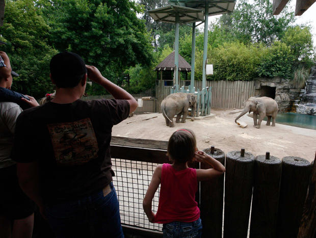 Elephants Health Kick at Zoo 