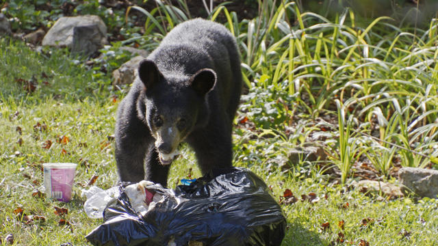 Black Bear Steals and Eats Neighborhood Trash 