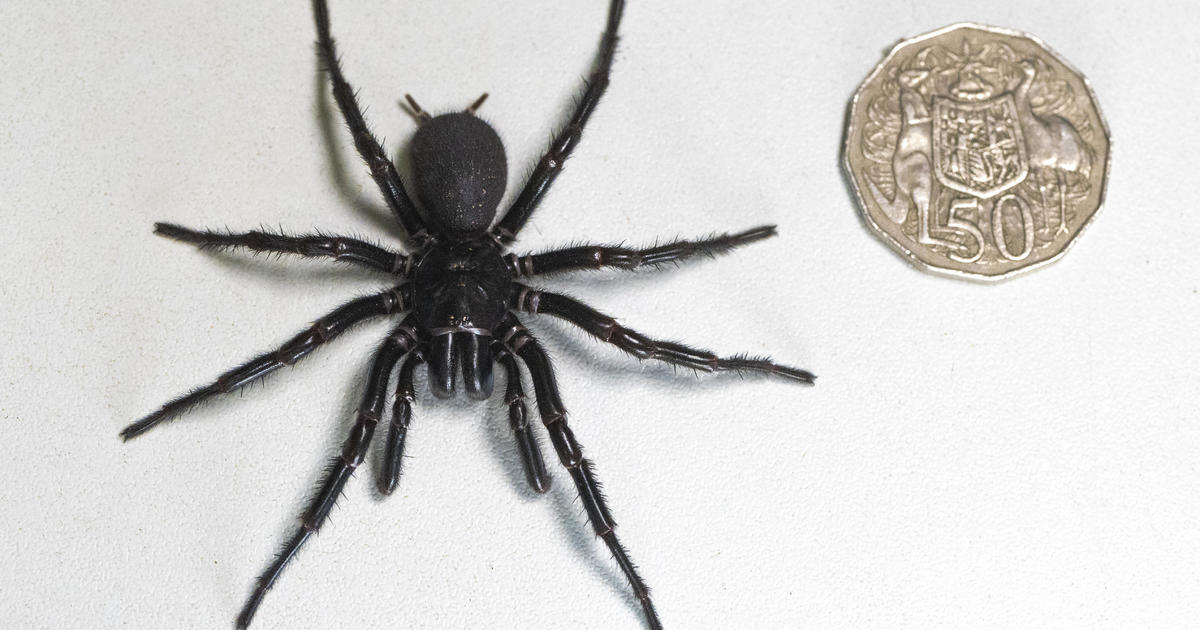 Gigantic spider found in Australia, dubbed “Hercules,” is a record-setter