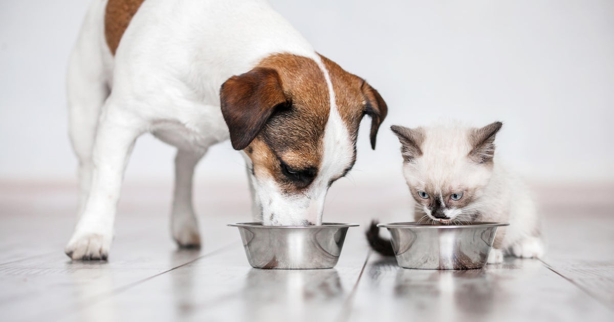 Raw pet food is recalled and warnings issued in two states after cats die of bird flu Raw pet food is recalled and warnings issued in two states after cats die of bird flu