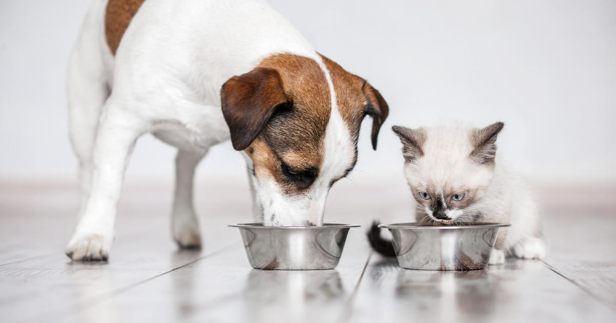 Purina refutes “online rumors,” says pet food is safe to feed dogs and cats
