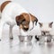 Purina refutes online rumors, says pet food safe for dogs and cats