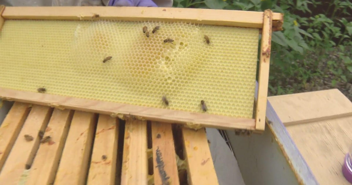 Gov. Jared Polis releases results of pollinator study, wants to protect bees, butterflies - CBS Colorado Gov. Jared Polis... 